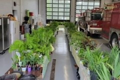 plants