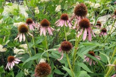 Butterfly Garden - August 1, 2020