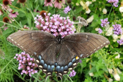 08-2020-Garden-Club-1