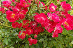 08-2020-Garden-Club-2