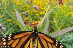 08-2020-Garden-Club-3