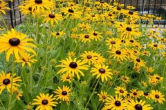 08-2020-Garden-Club-4