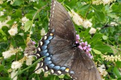 08-2020-Garden-Club-5