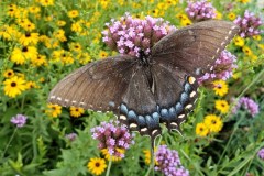 08-2020-Garden-Club-7