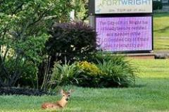 Fawns visit Fort Wright Admin Building 07.06.2025
