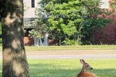 fawns-4