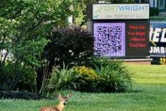 fawns-5
