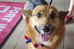 Memorial-Day-2018-Corgie