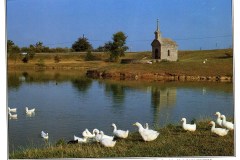 ducks