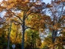 Park Road Trees - November 2025