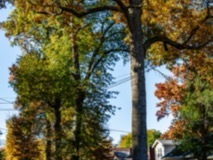 Park-Road-Trees1