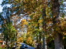 Park-Road-Trees10
