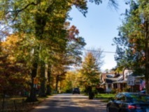 Park-Road-Trees11