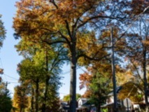 Park-Road-Trees2
