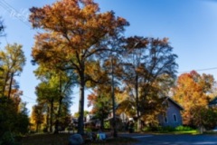 Park-Road-Trees3