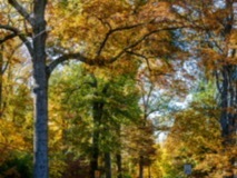 Park-Road-Trees4