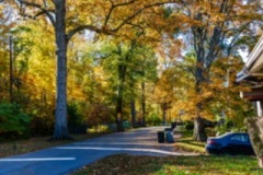 Park-Road-Trees6
