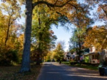 Park-Road-Trees7