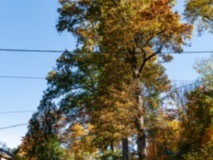 Park-Road-Trees8