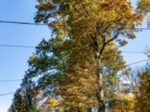 Park-Road-Trees9
