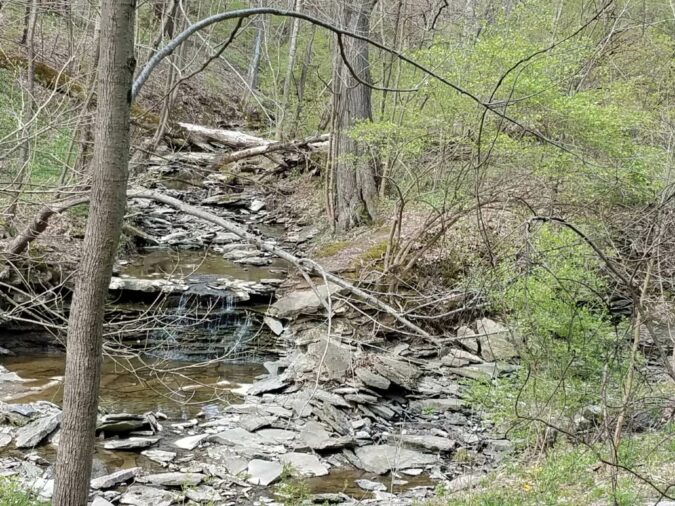 creek in the woods