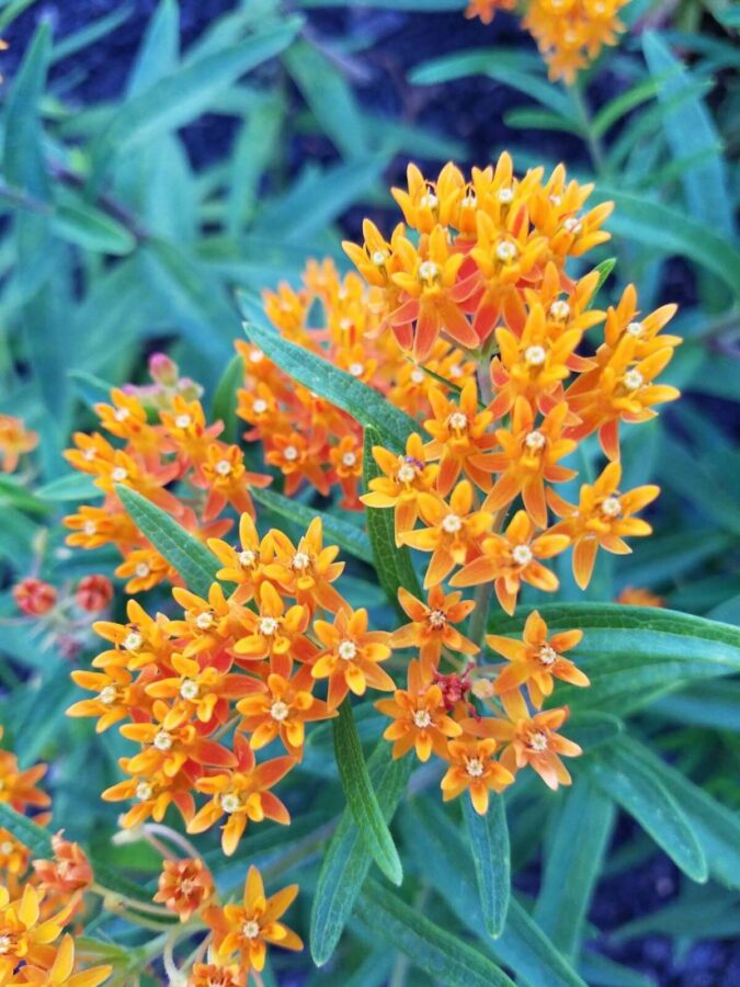 orange flowers