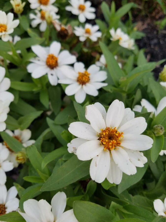 white flowers