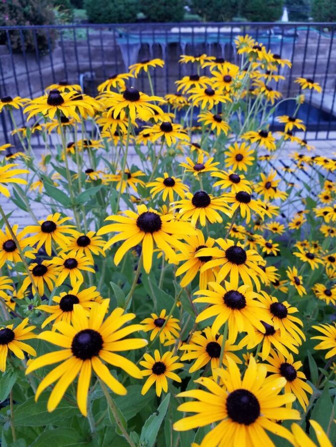 yellow flowers