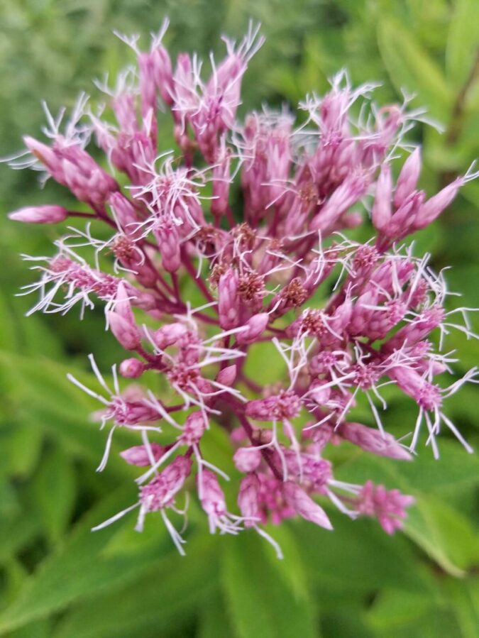pink flowers