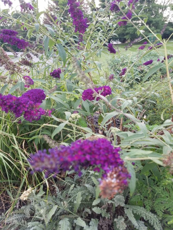 purple flowers